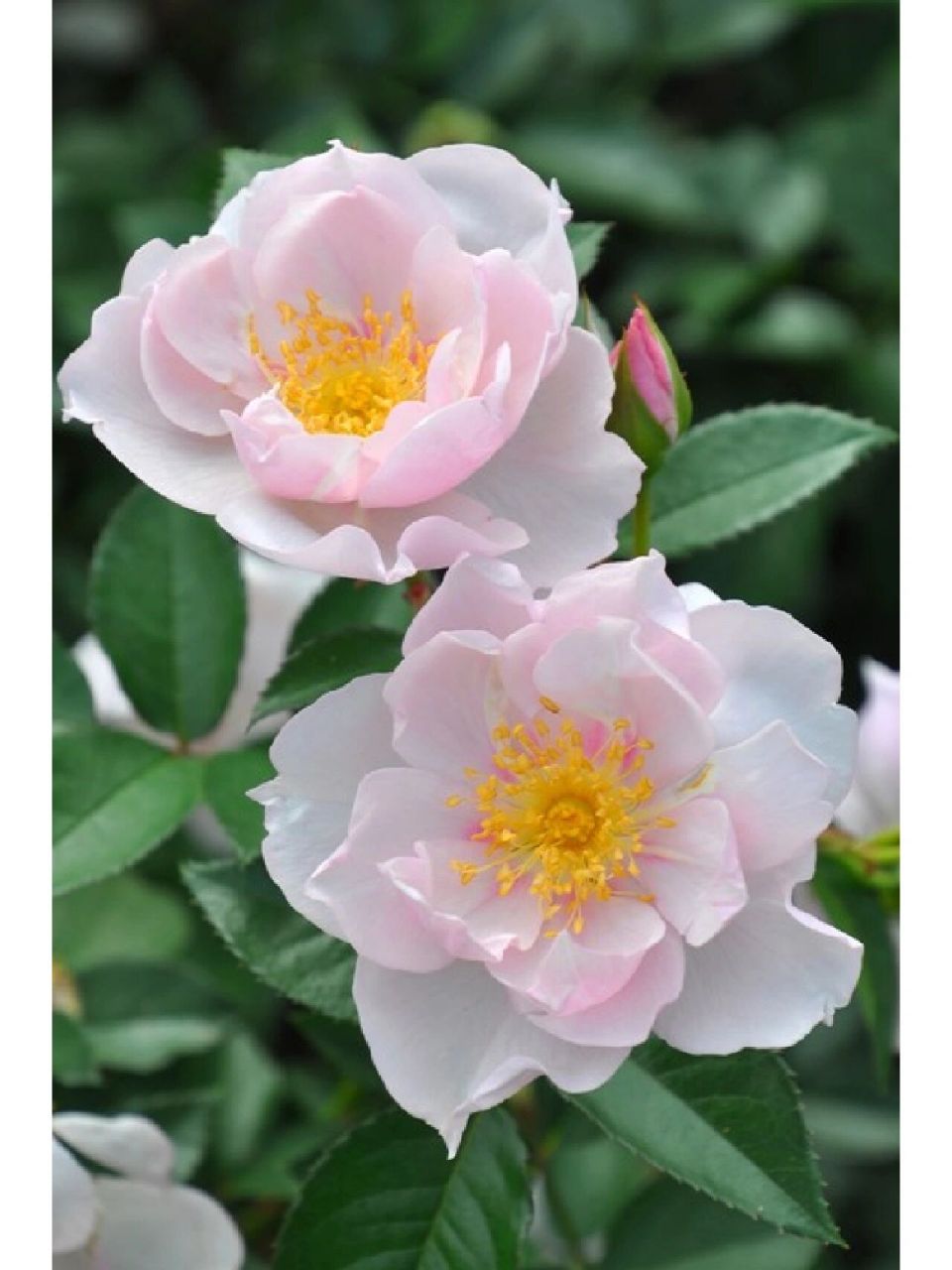 每天认识一种月季#一见钟情67 67日本京成玫瑰园2020年出品,花色