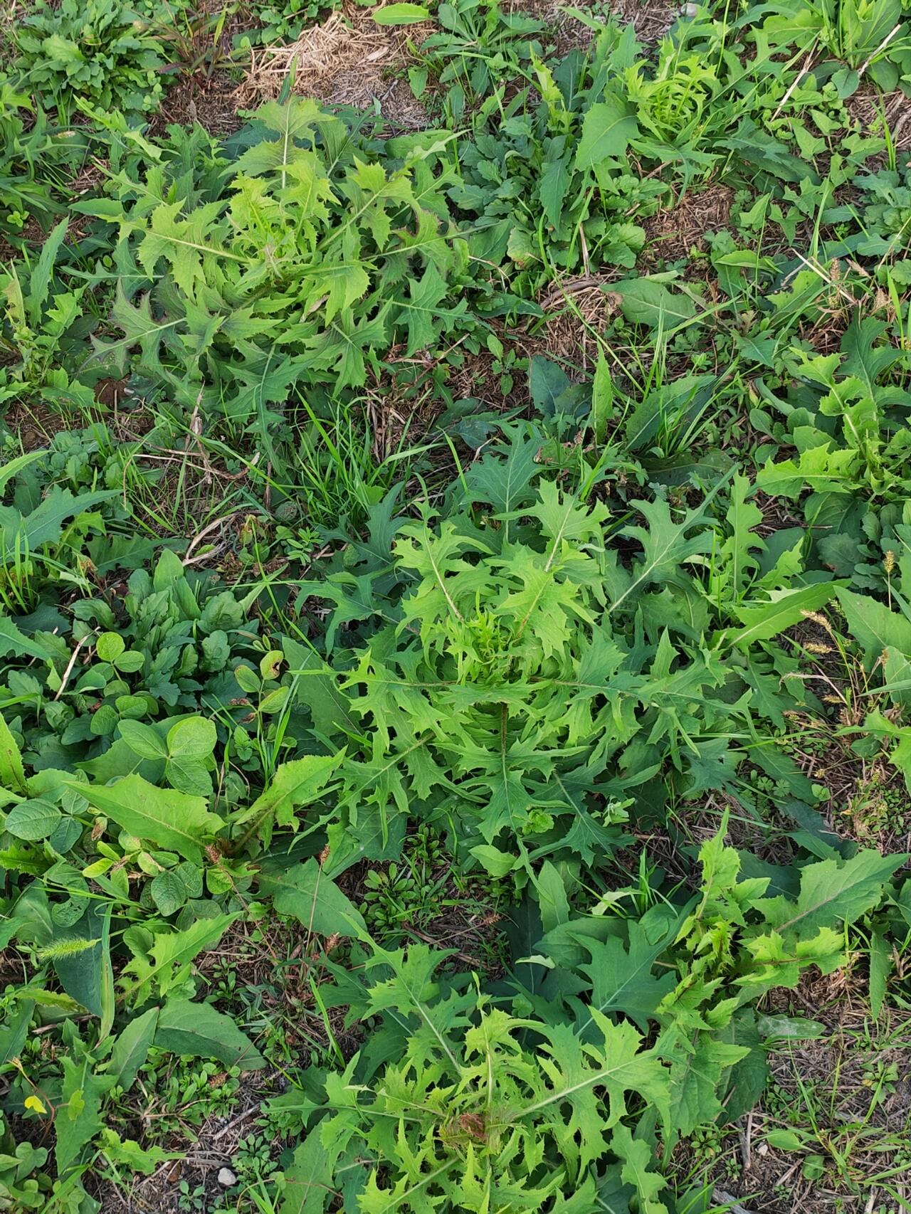 麦田里常见的野菜图片