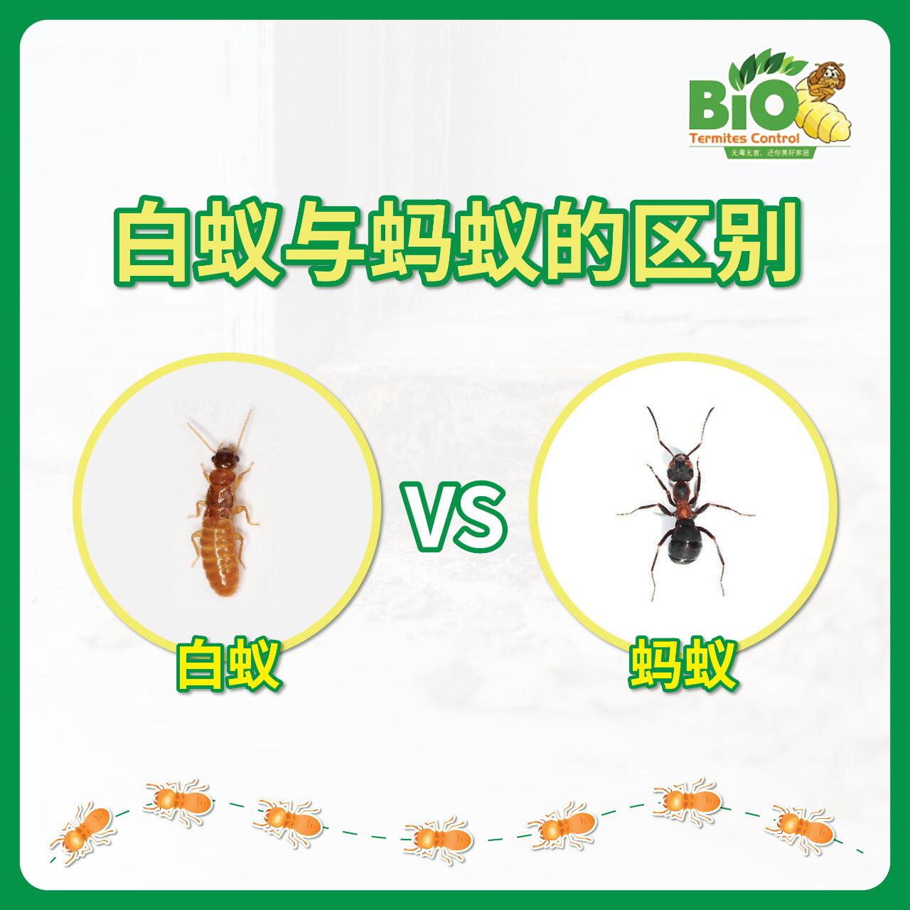 9890 看懂这五点分辨白蚁和蚂蚁