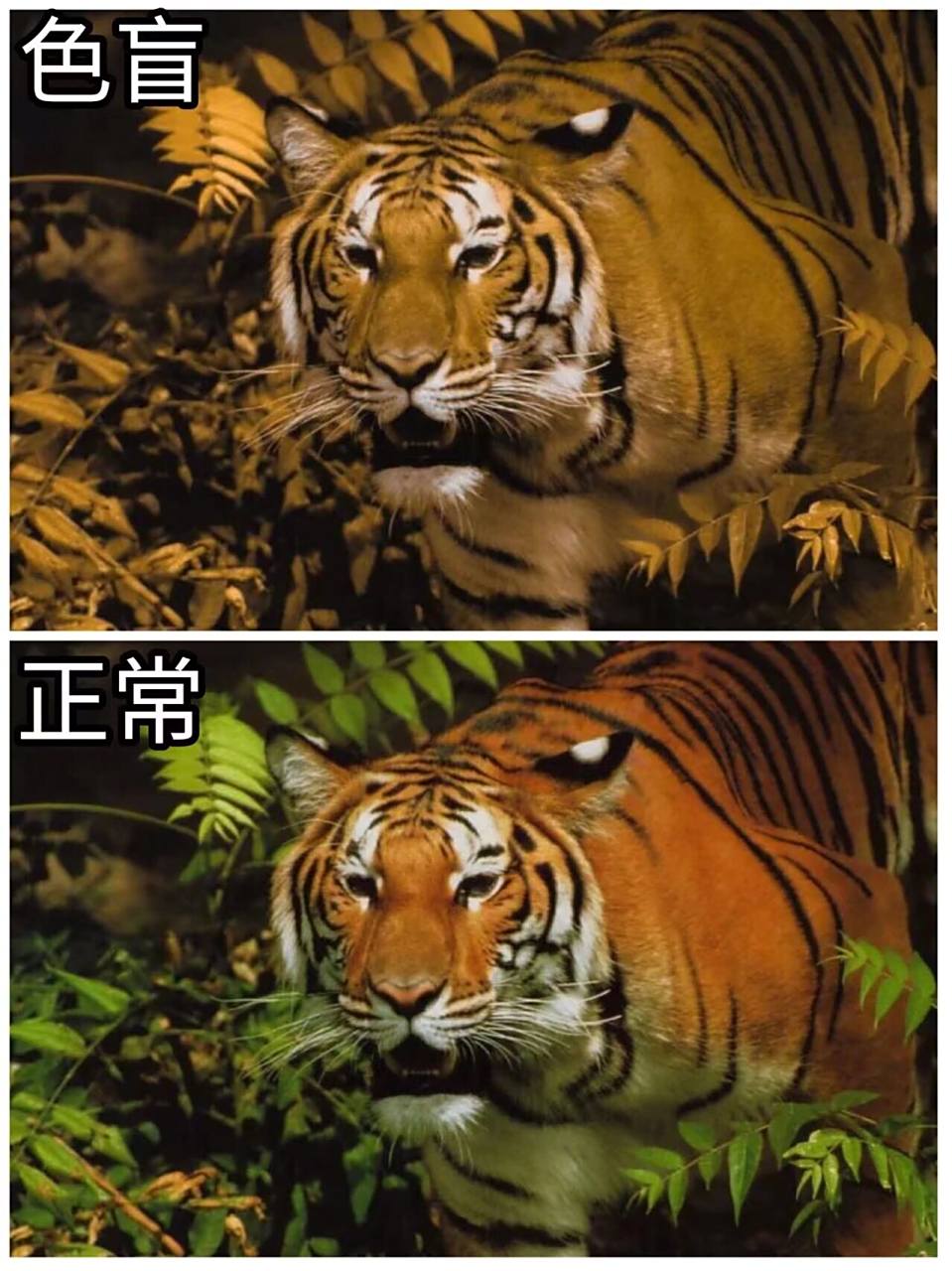 红绿色盲色弱测试 你能看清几张图       眼镜