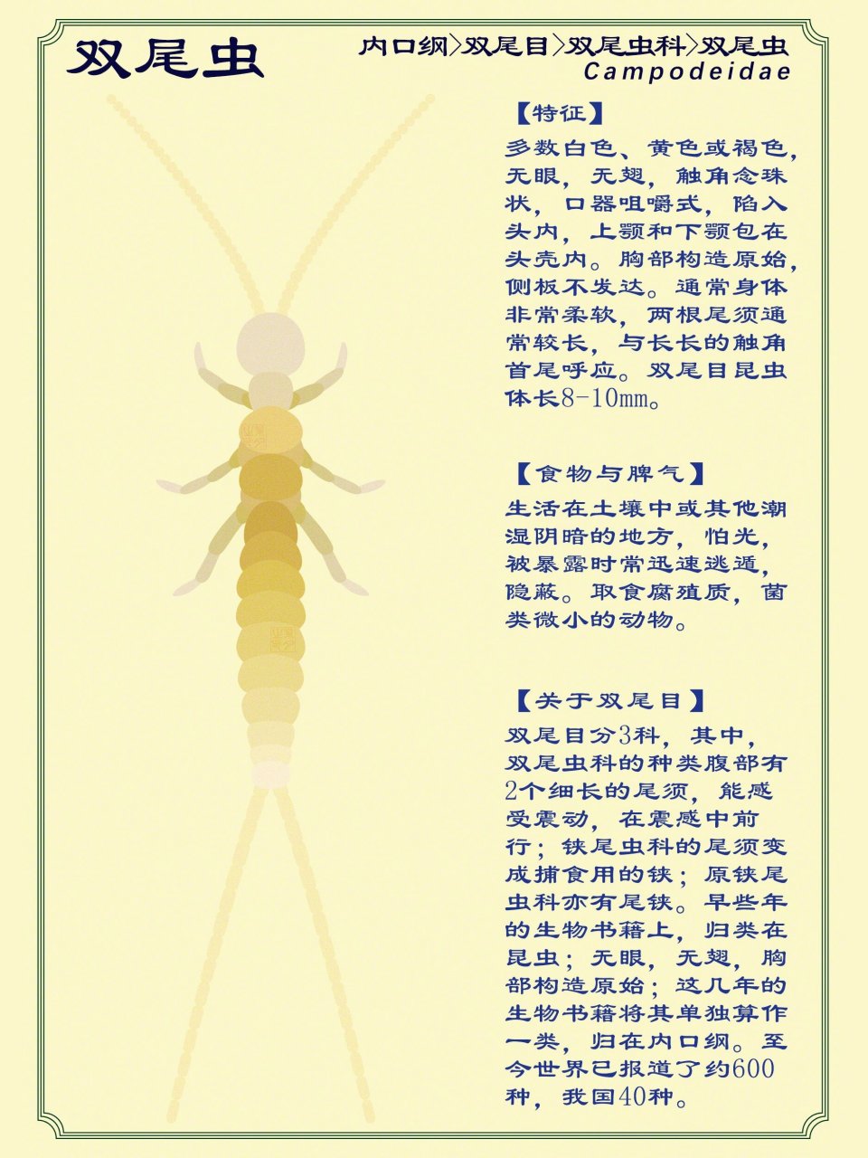 双尾虫:一种原始小昆虫   ? 内口纲,双尾目,双尾虫科,双尾虫 ?