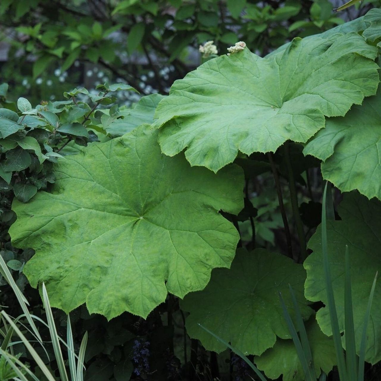 植物大赏|大叶子 大叶子astilboides tabularis是虎耳草科的多年生