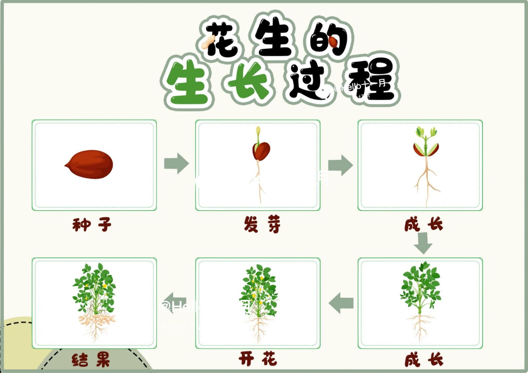 长寿花生长过程记录图片