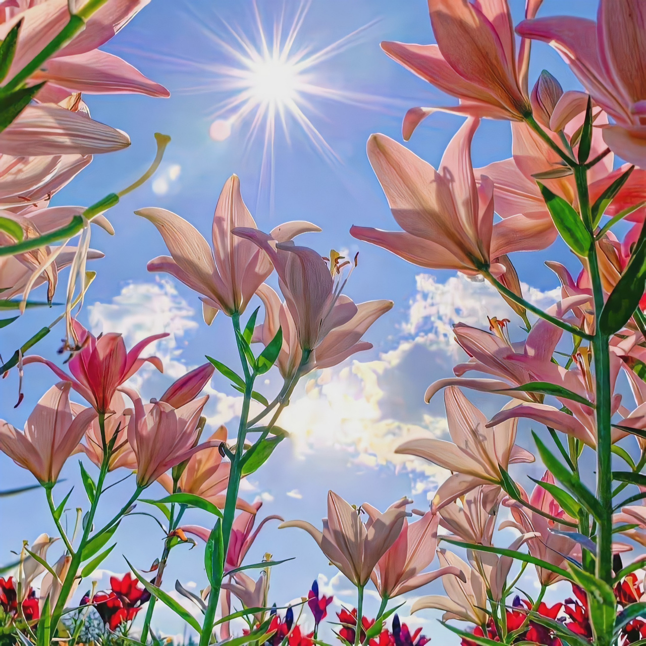 好图|春光 夏日wechat微信朋友圈高清背景图