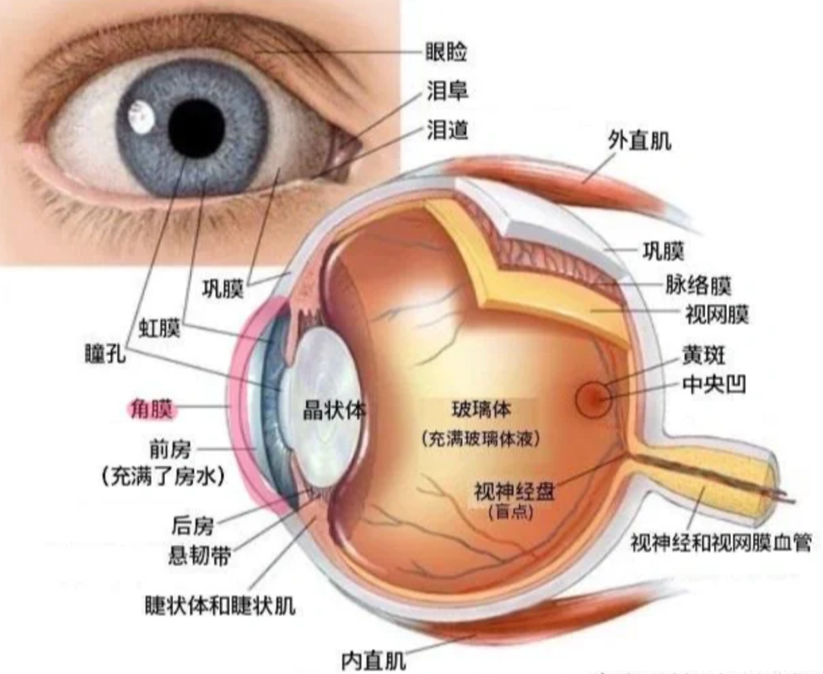 角膜厚度正常值是多少?