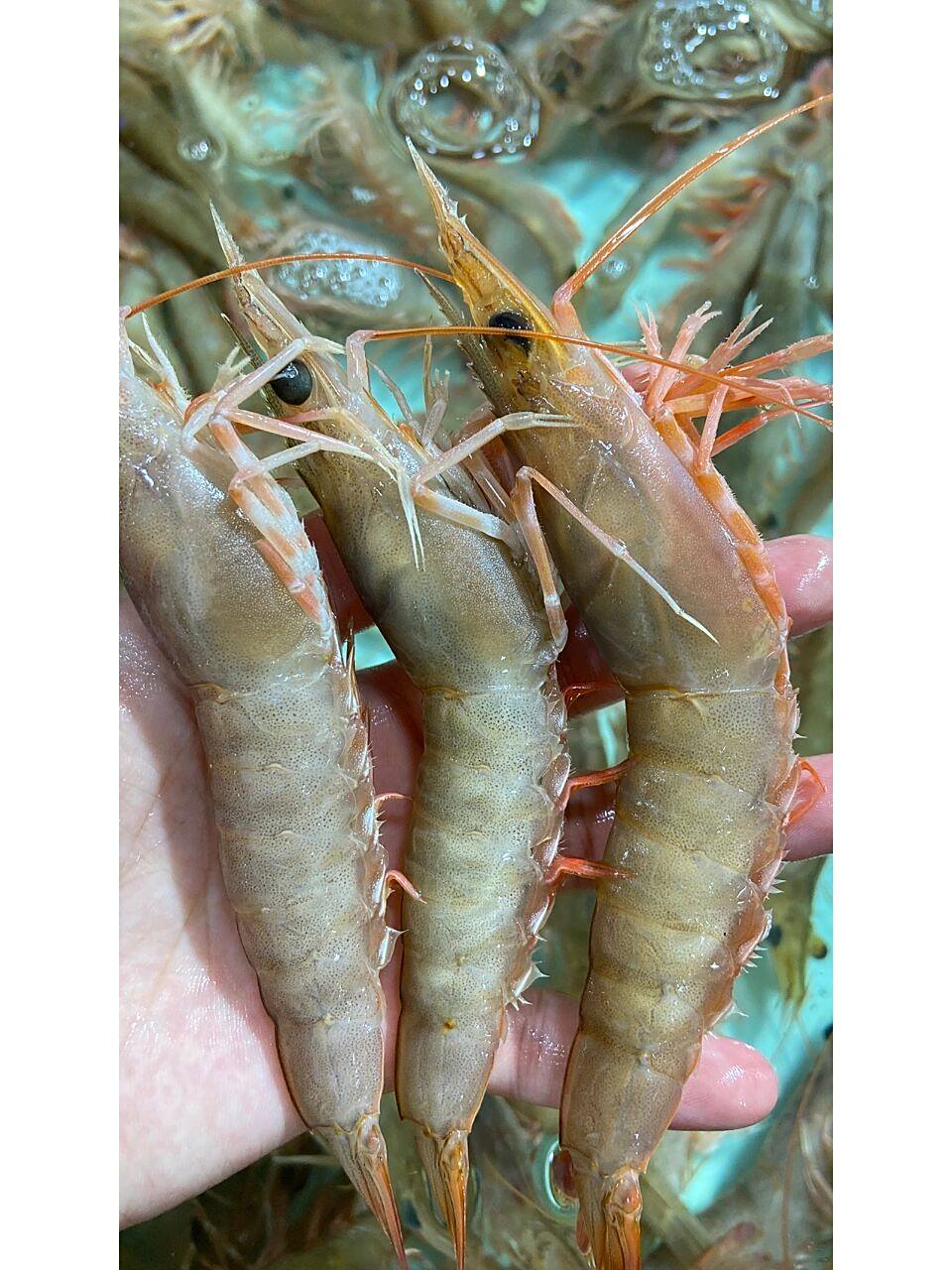 北海天然麻虾,口感清甜脆口7515当地人的最爱   刚上岸的野生麻虾