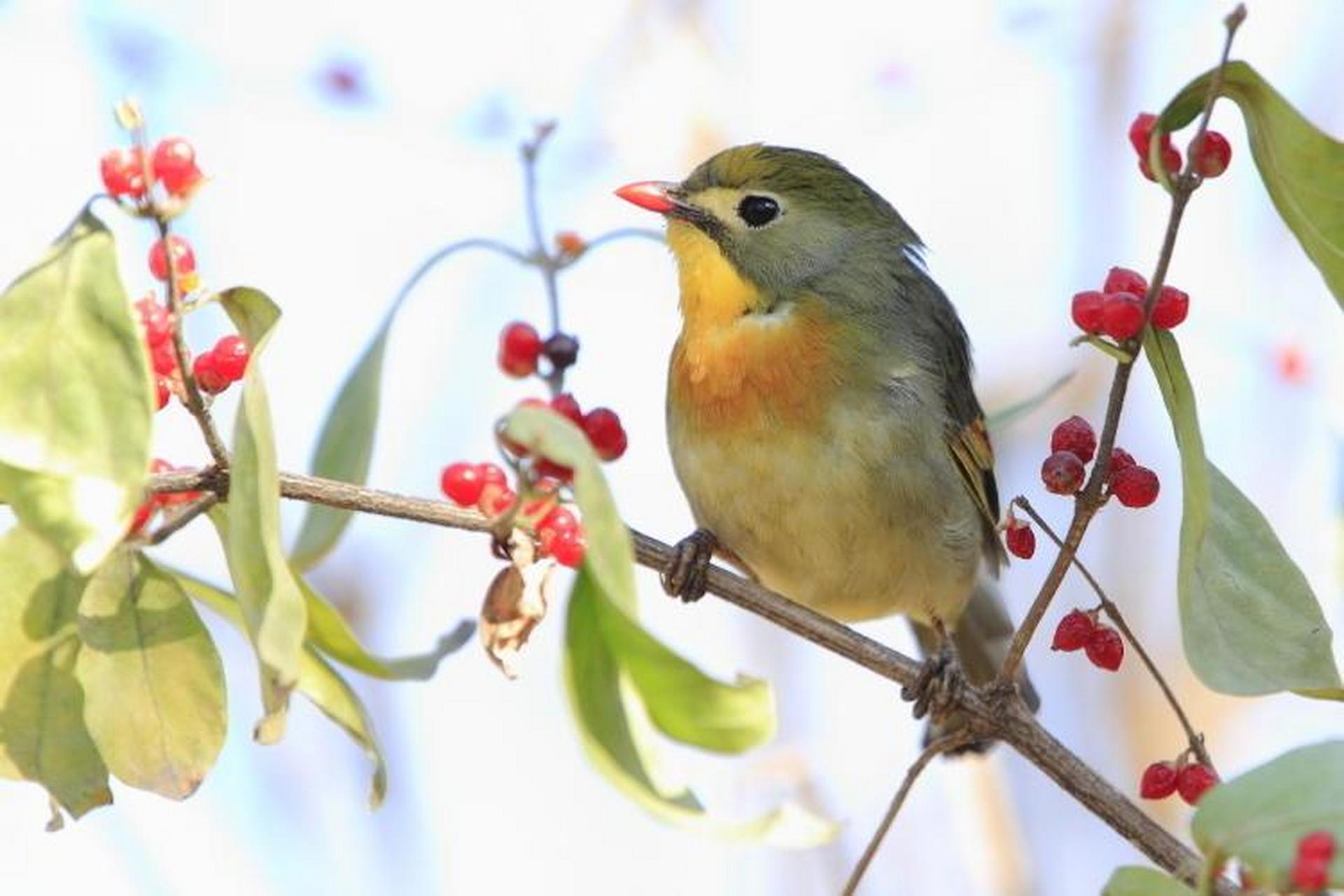 相思坟上种红豆,豆熟打坟知不知?