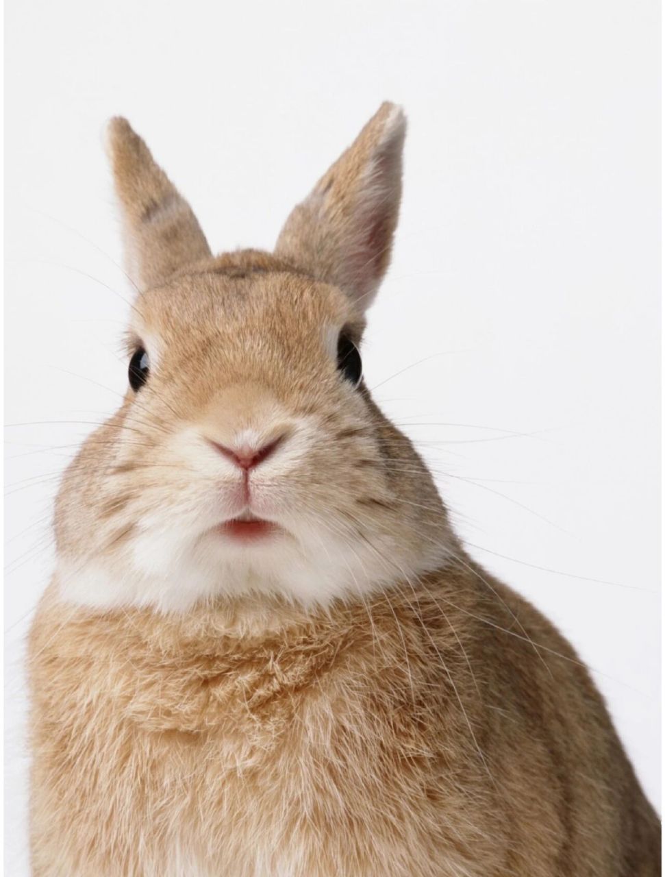 【外形与习性】 红眼睛,长耳朵 是许多人印象中 兔子最明显的外形特征