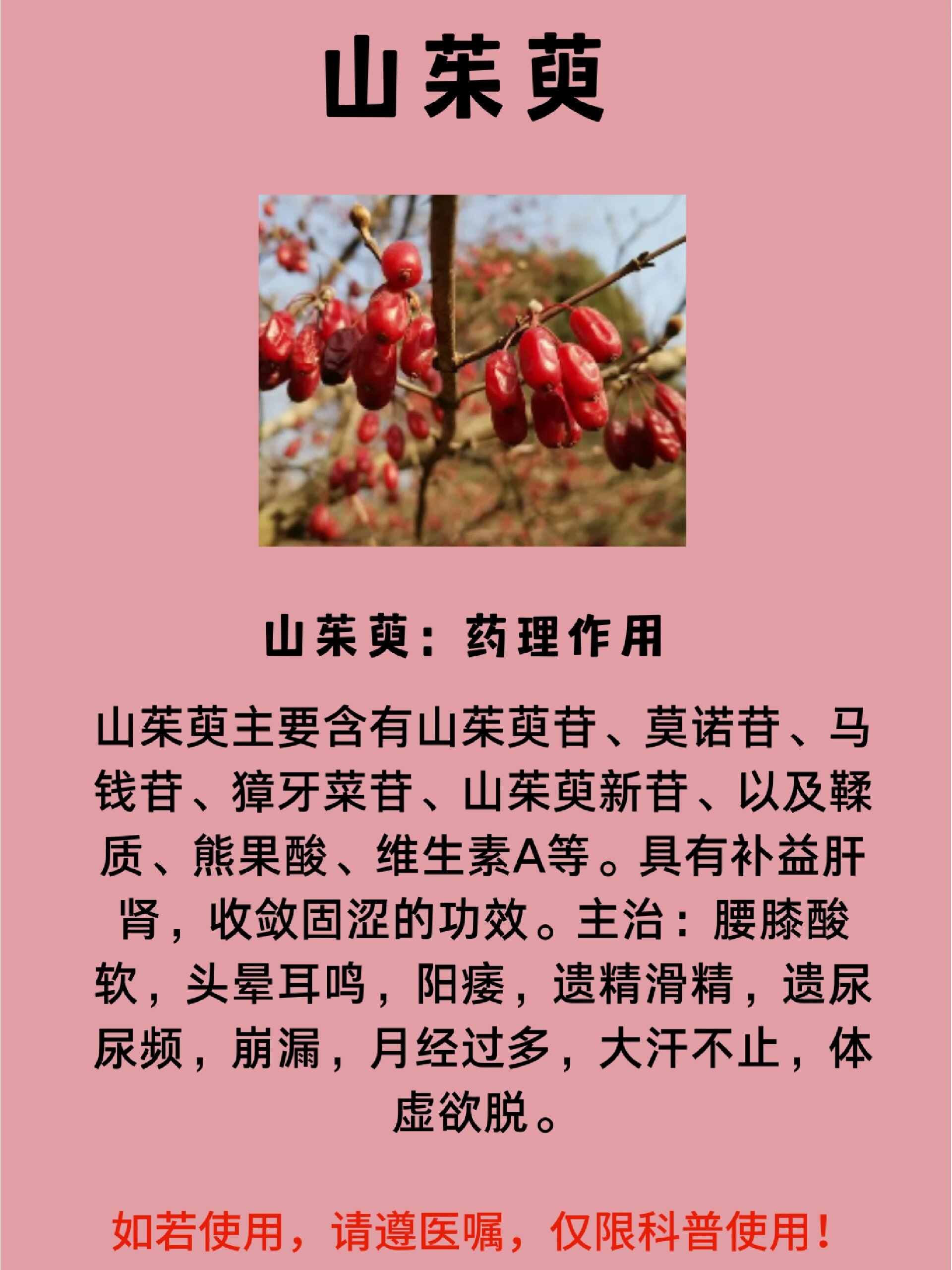 中草药之山茱萸