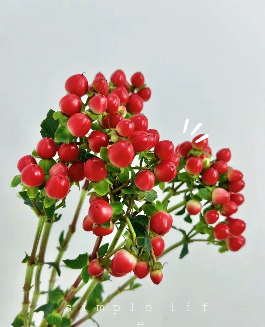 【简介】火龙珠又称红豆 (相思豆).