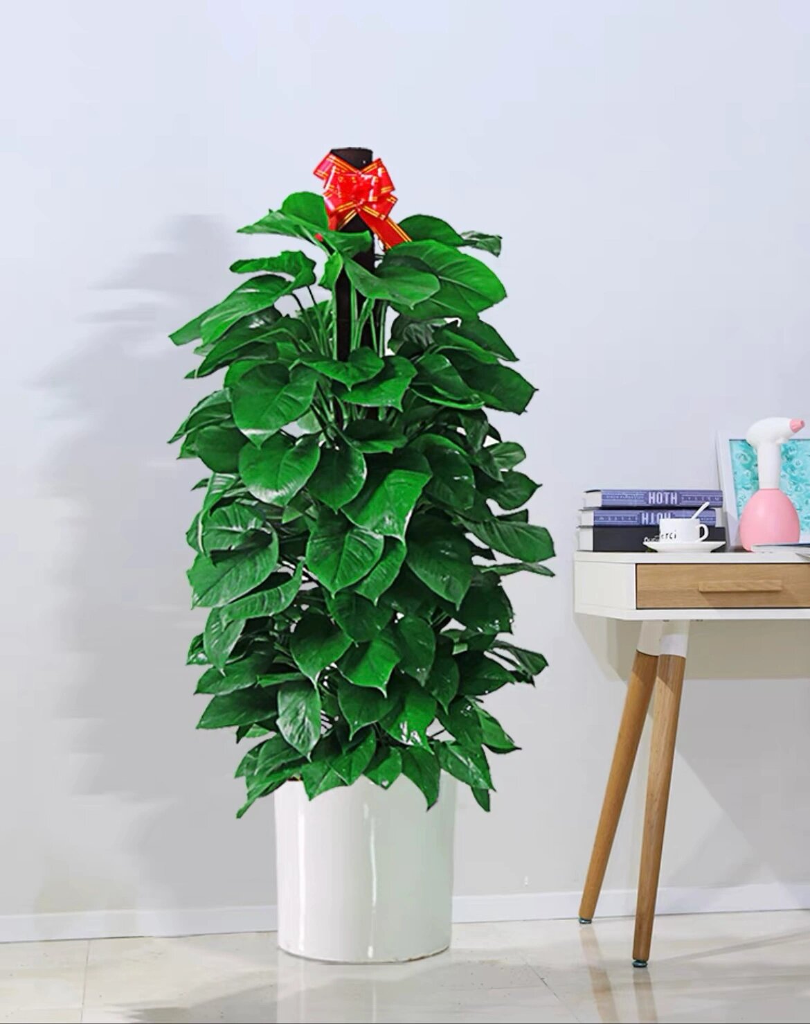 1.5米大绿萝柱室内绿植吸甲醛办公室盆栽 1.5米柱绿萝盆栽客厅大型植