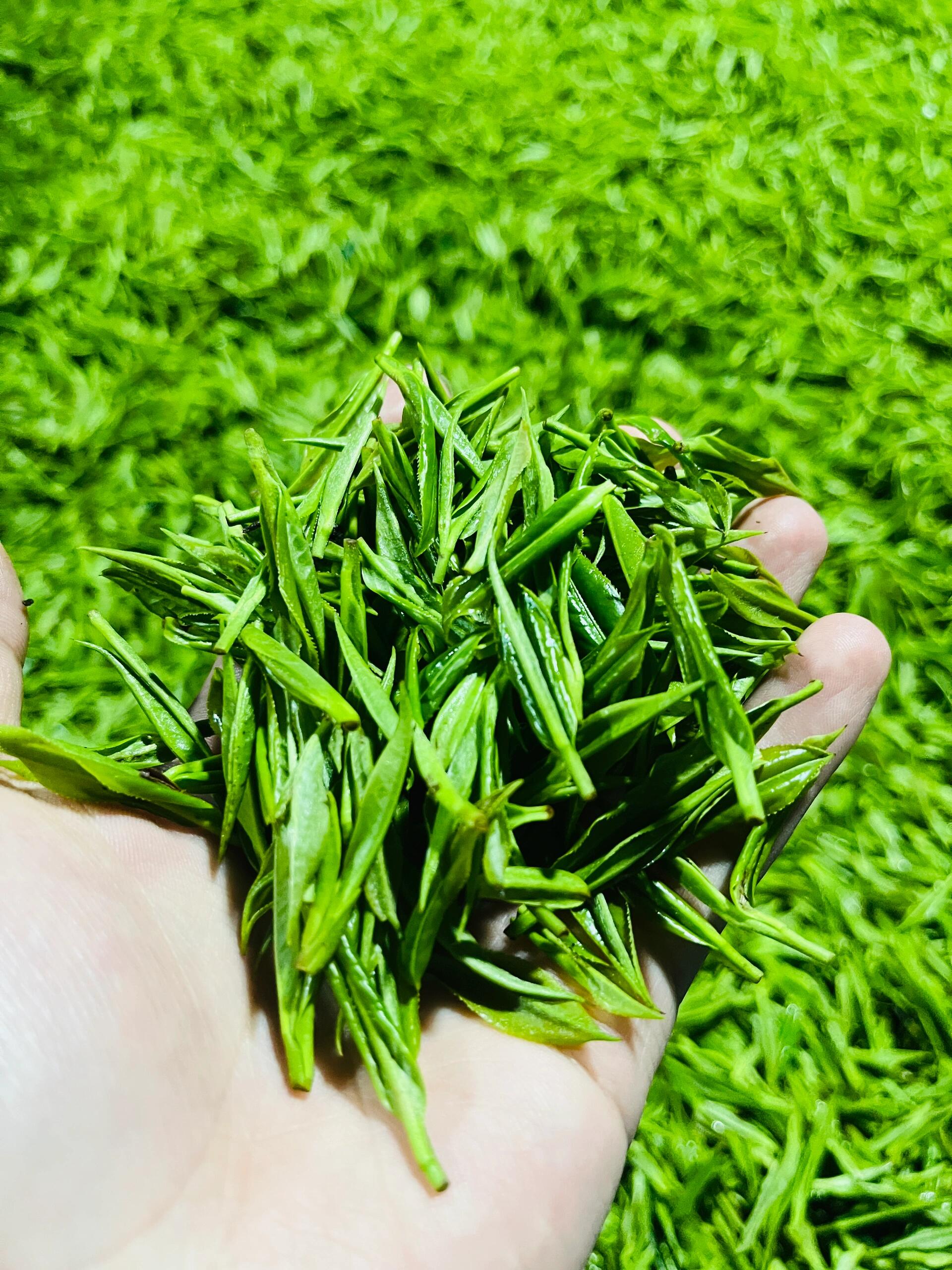 湖南名茶—湘西保靖黄金茶你又了解多少71