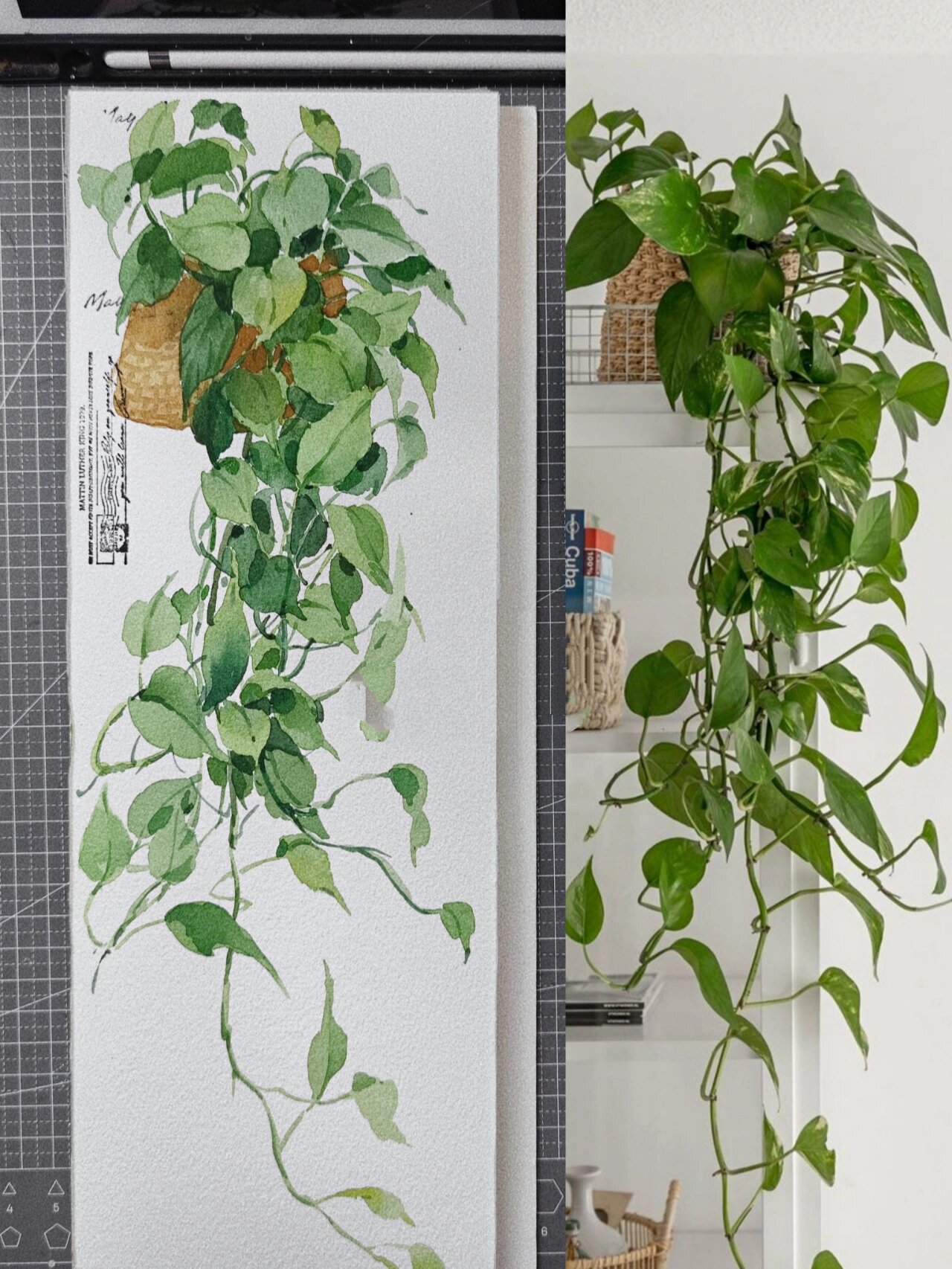 水彩植愈绘|绿萝盆栽(步骤图分享