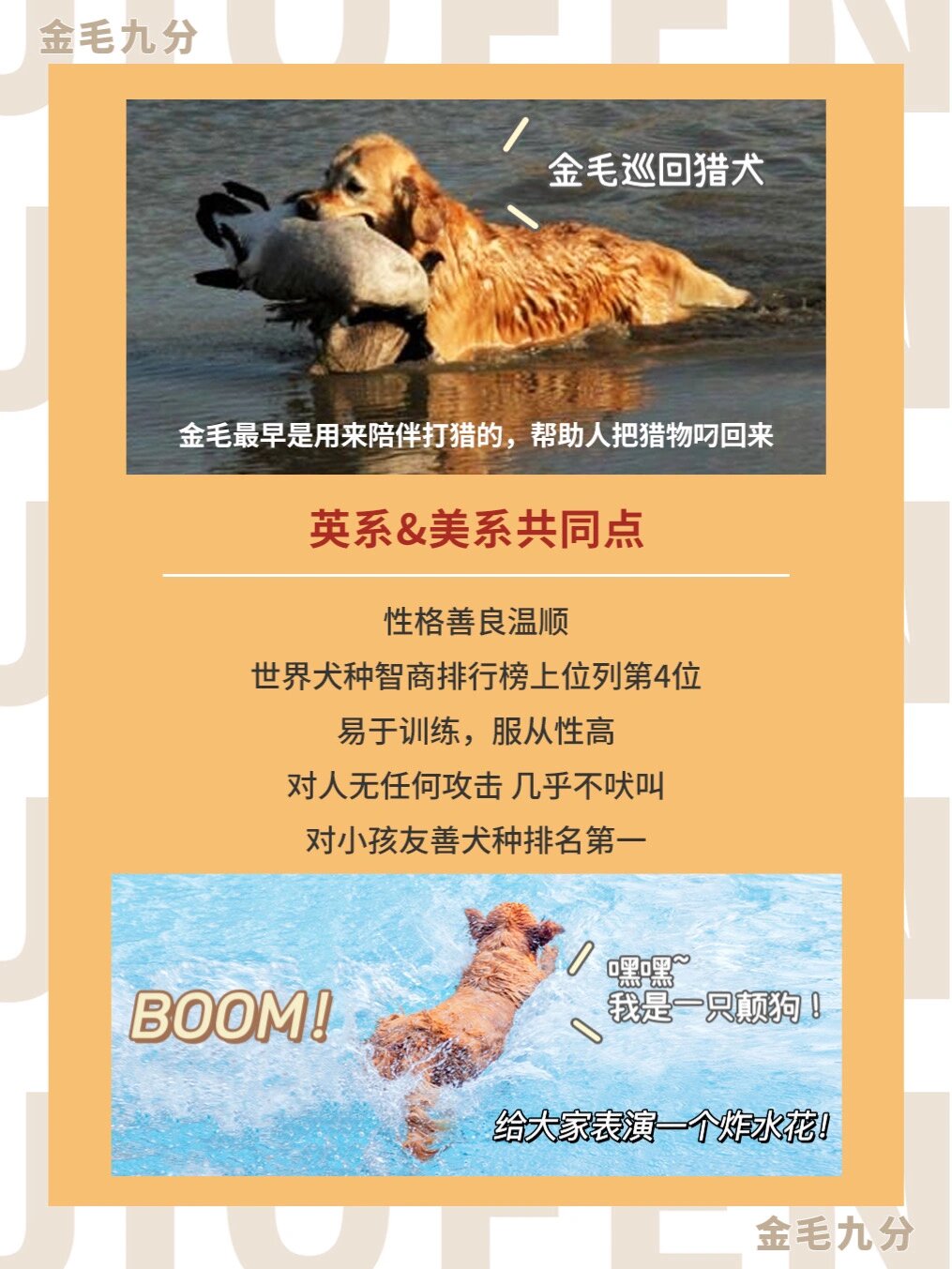 金毛猎犬和金毛的区别图片