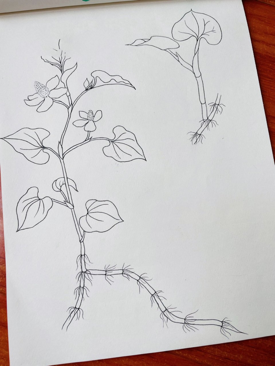 鱼腥草(折耳根) 我们老家这边叫它折耳根,你们叫什么呢?