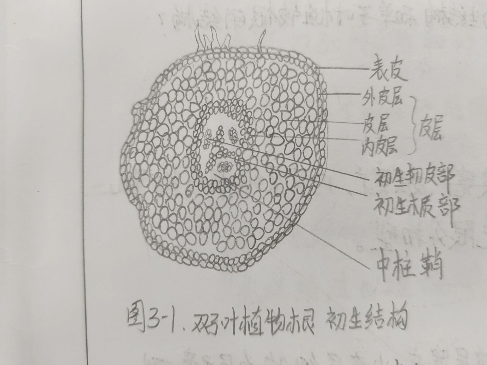 根的次生结构简图图片