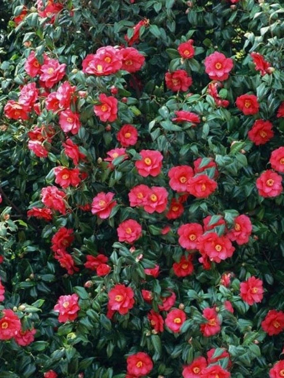 绝美盆景|耐冬山茶花 耐冬山茶花为常绿阔叶灌木,隆冬季节,冰封76