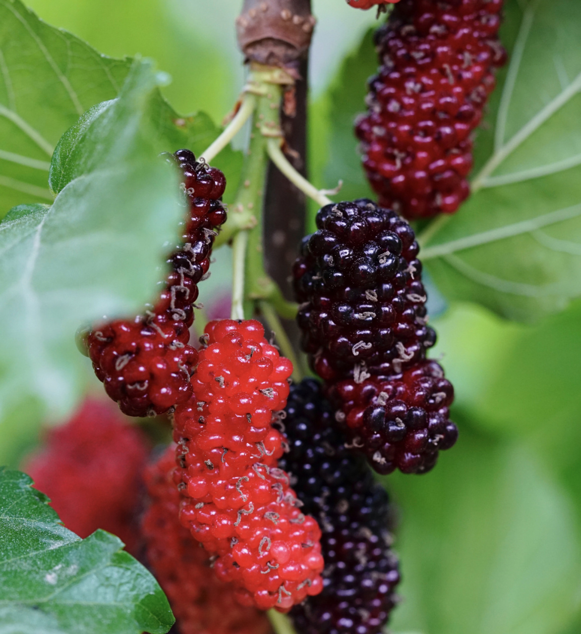 无籽大十桑葚 要等到全黑,完全成熟才不会酸.丰产型.