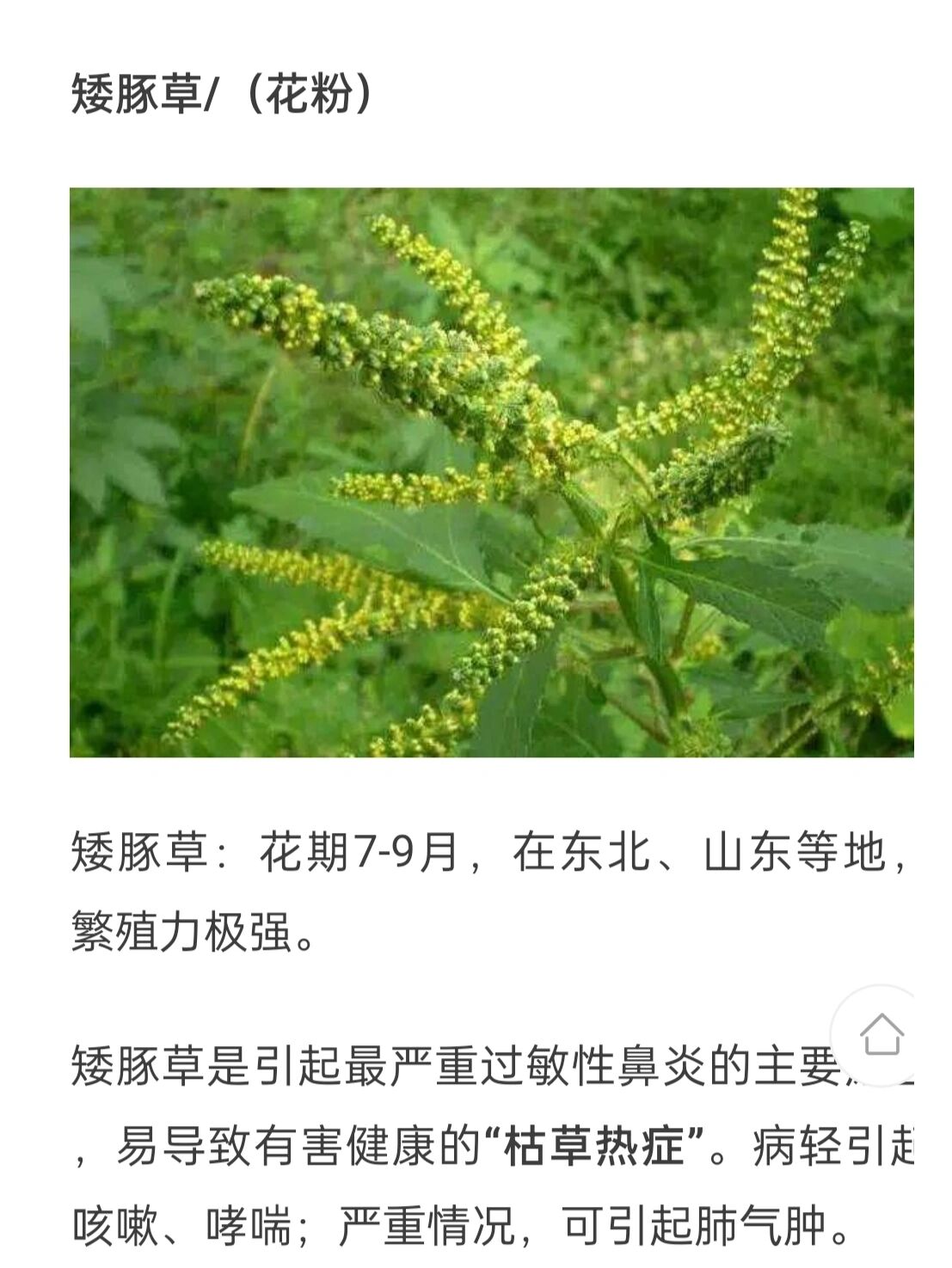 蒿草矮豚草过敏性鼻炎严重