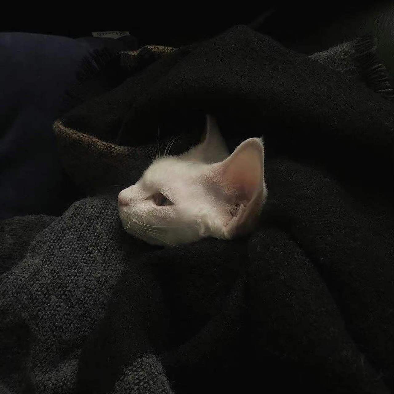 丧系朋友圈背景图(7)    7215 遗憾的是:"你在我最爱你的时候放弃