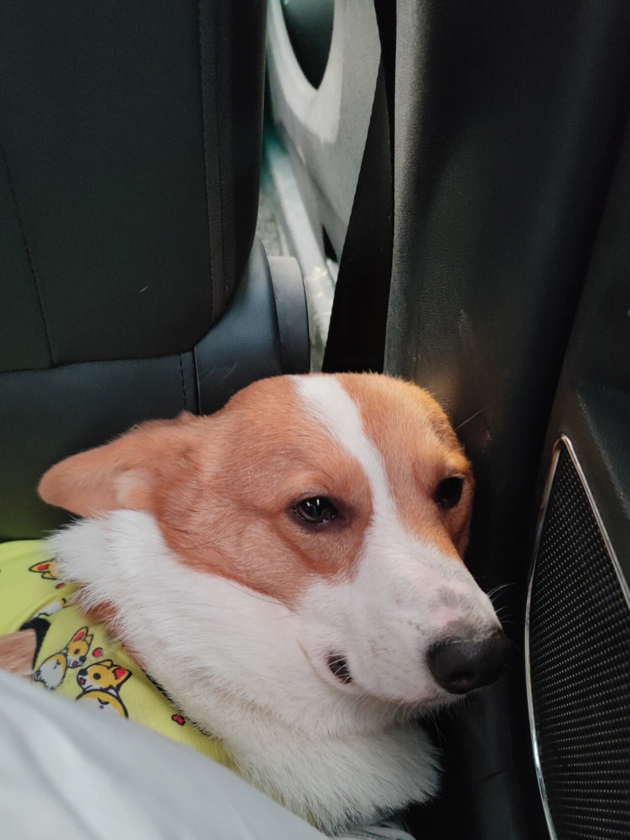 治愈犬窝咳心得 家里以前也养狗狗不过都是大白熊和德牧这种战斗犬