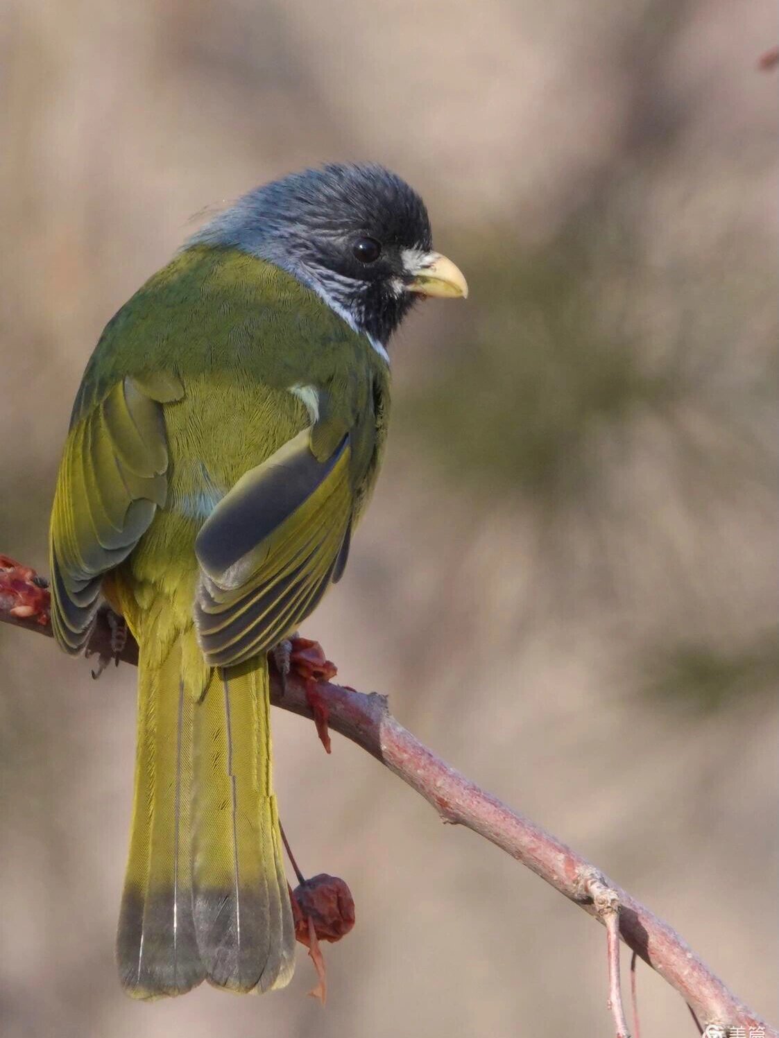 领雀嘴鹎～俗名羊头公(橄榄绿)