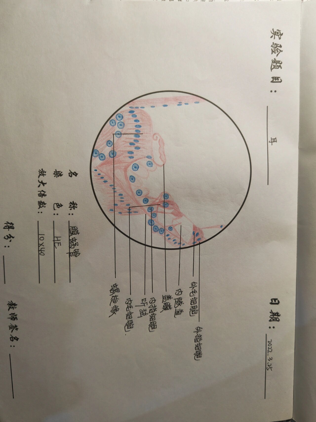 蜗管解剖图图片