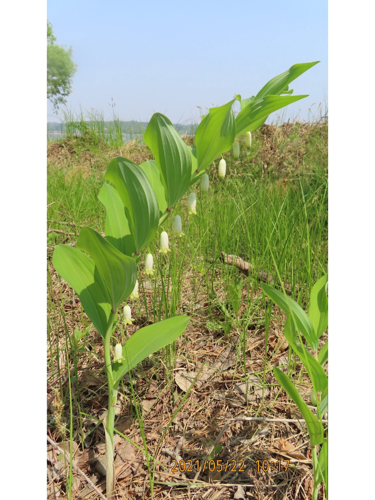 玉竹,百合科黄精属多年生草本植物