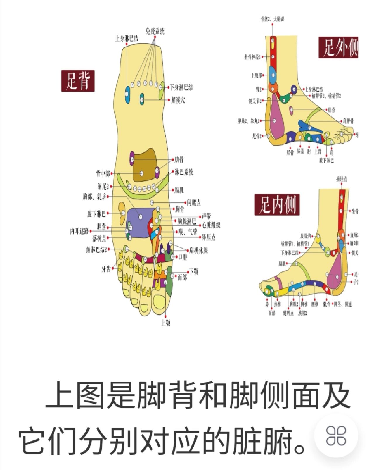 脚背图解结构图片