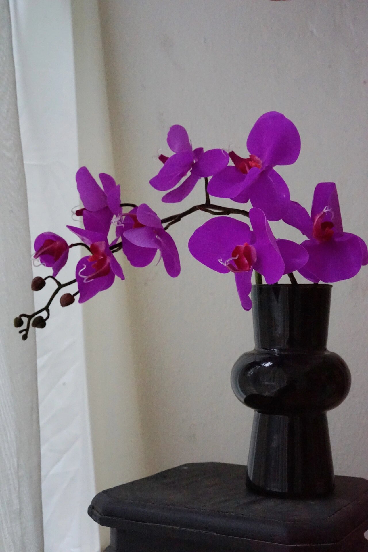 才到的紫色蝴蝶兰真的太太太高级了