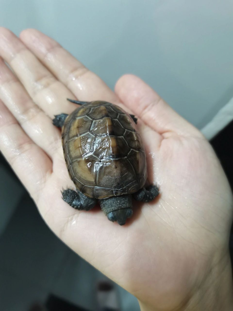 我的小乌龟为什么突然不动了啊啊啊啊啊 它是不是冬眠了啊?