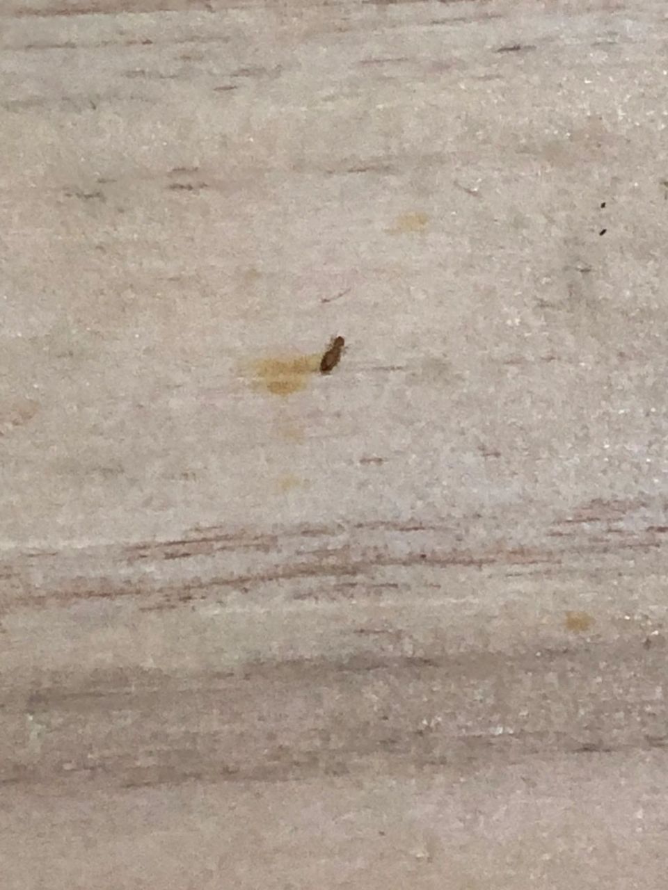 书虱大作战! 从来没有想过会被一种虫子折磨到精神衰弱的地步 最主要