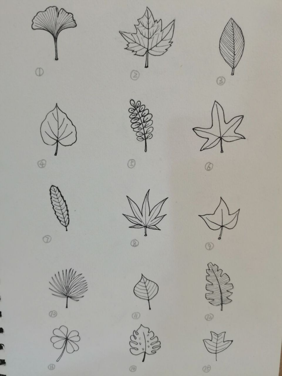 各种树叶简笔画及名称图片