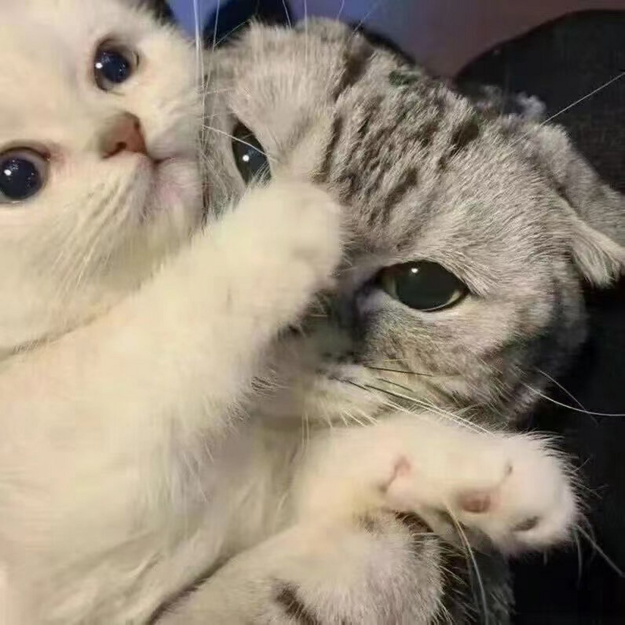 可爱的猫咪情头