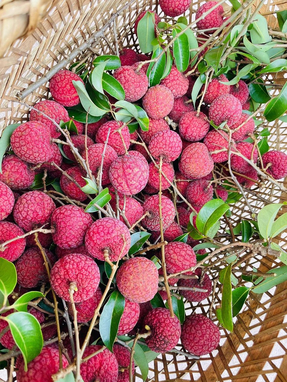 传说古时有尚书路过岭南,把乡亲送的荔枝抱入怀中,而得名"怀枝".