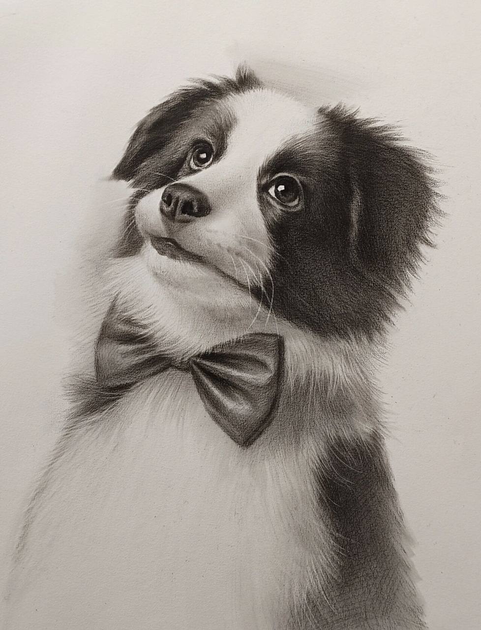 素描狗狗77步骤 好看的狗子,素材来自 大家都喜欢什么类型的素描?