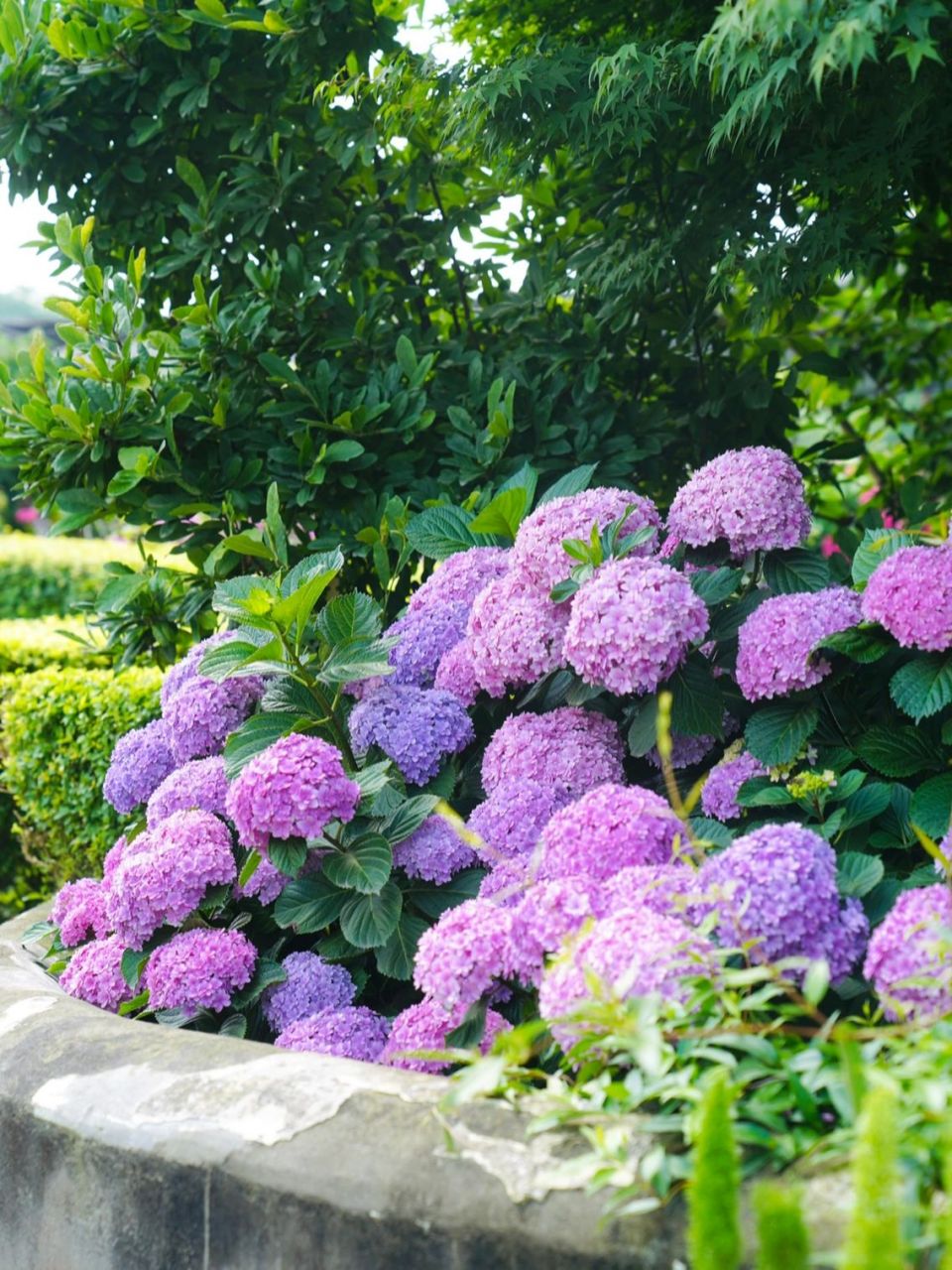 室外耐阴花卉植物大全图片