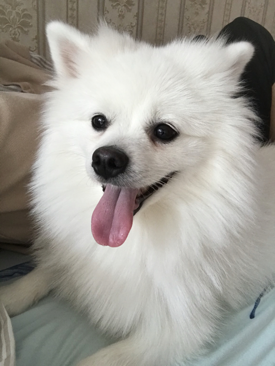 养银狐犬是什么样的体验?