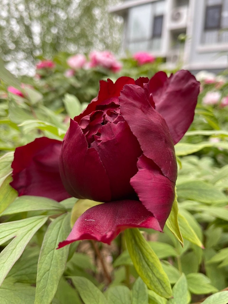 黑牡丹的花季—初乌2022 初乌花墨紫色,是色泽最黑的黑牡丹,花瓣带紫