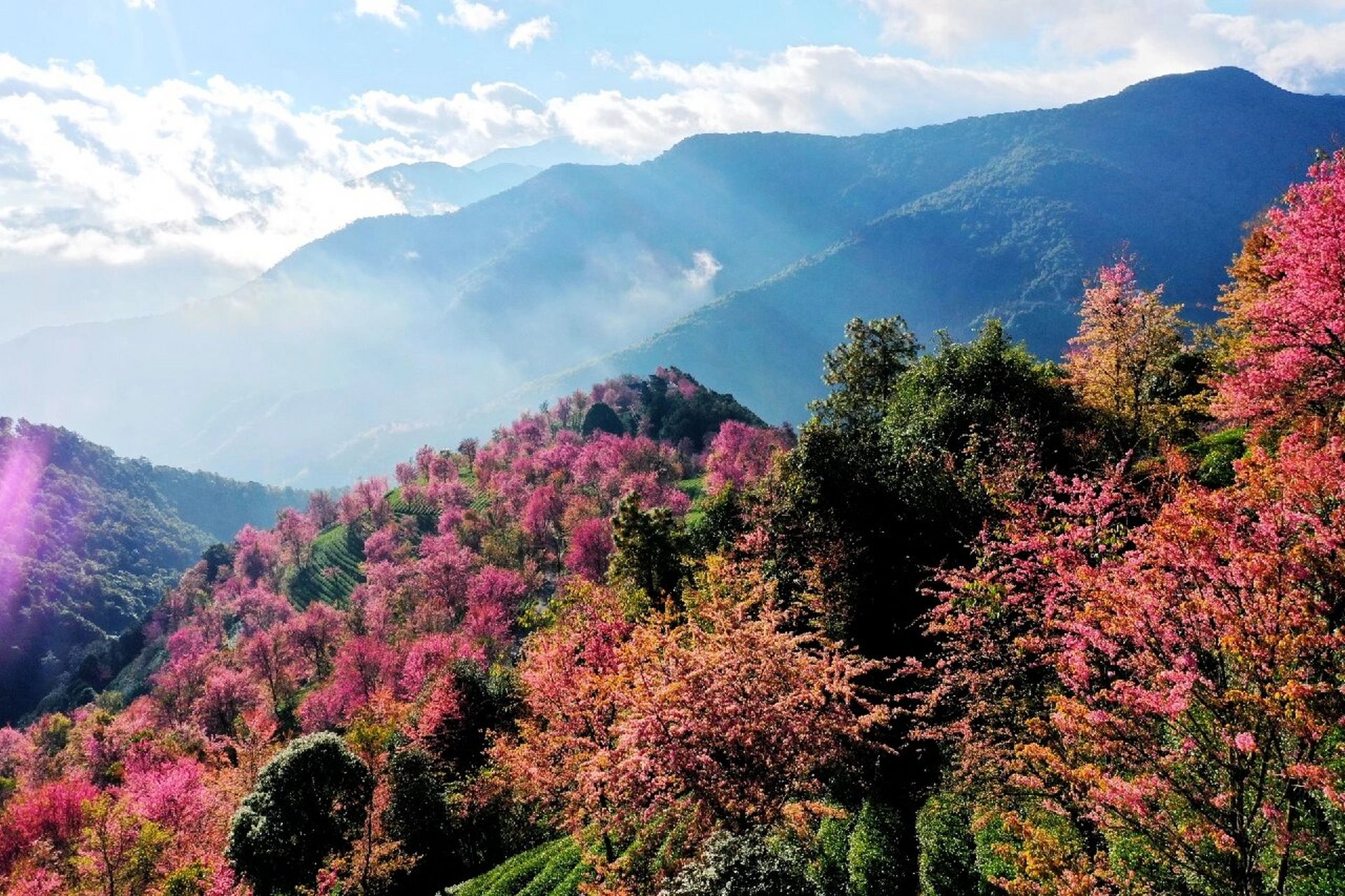 无量山樱花谷最好的住宿 目前无量山樱花谷景区里最好的住宿产品闻樱