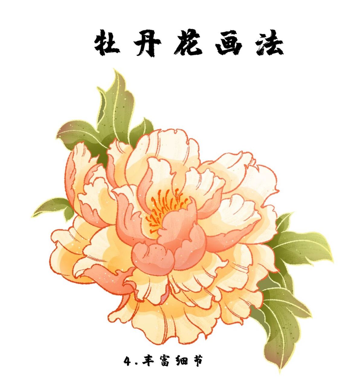 牡丹花画法 16615线稿.
