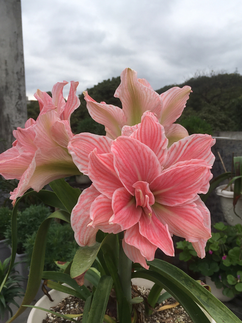 朱顶红/甜蜜妮芙复花 前段时间下雨的时候复花了,但是没心情,没空拍
