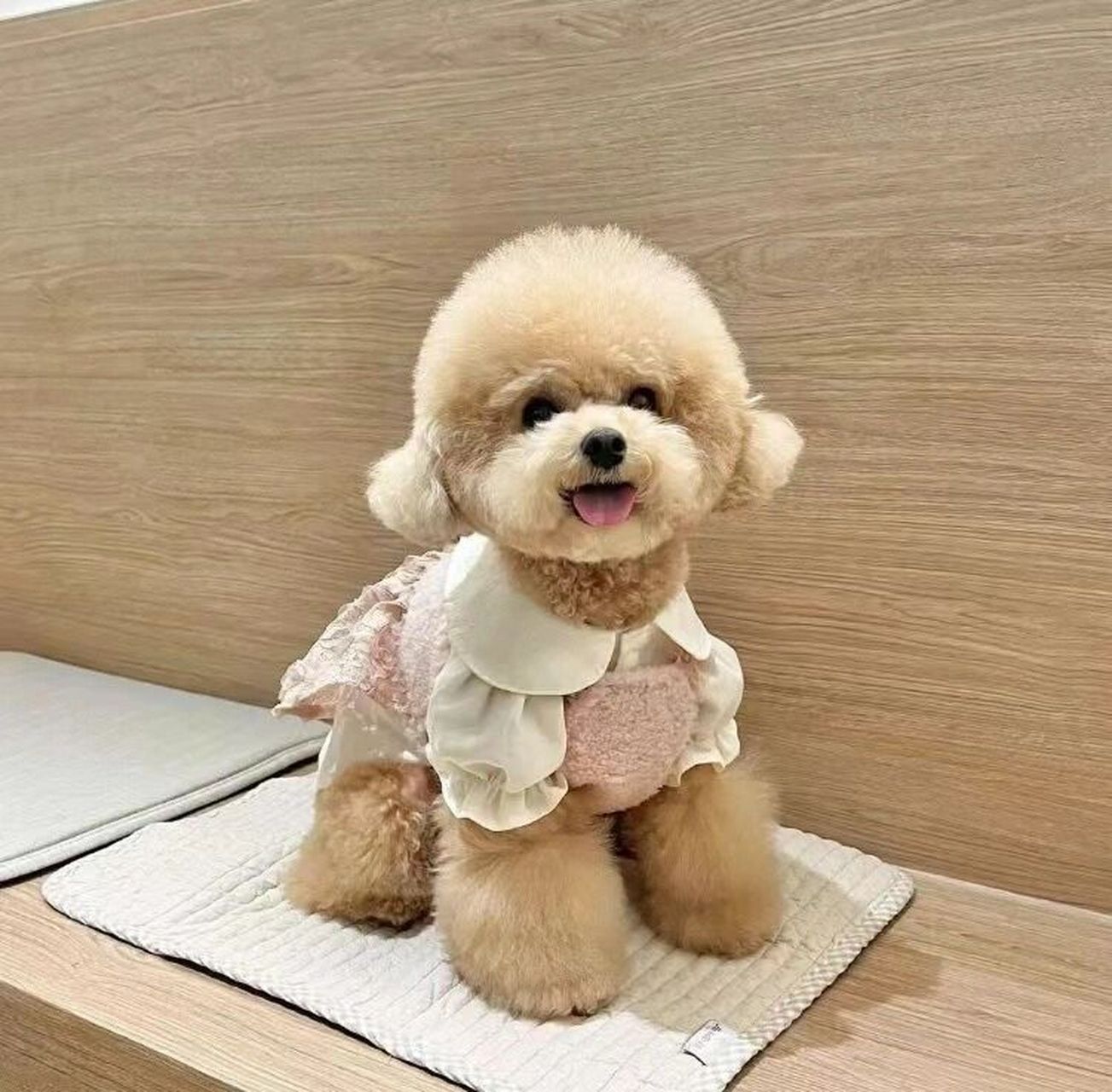 养母泰迪好还是养公泰迪好?