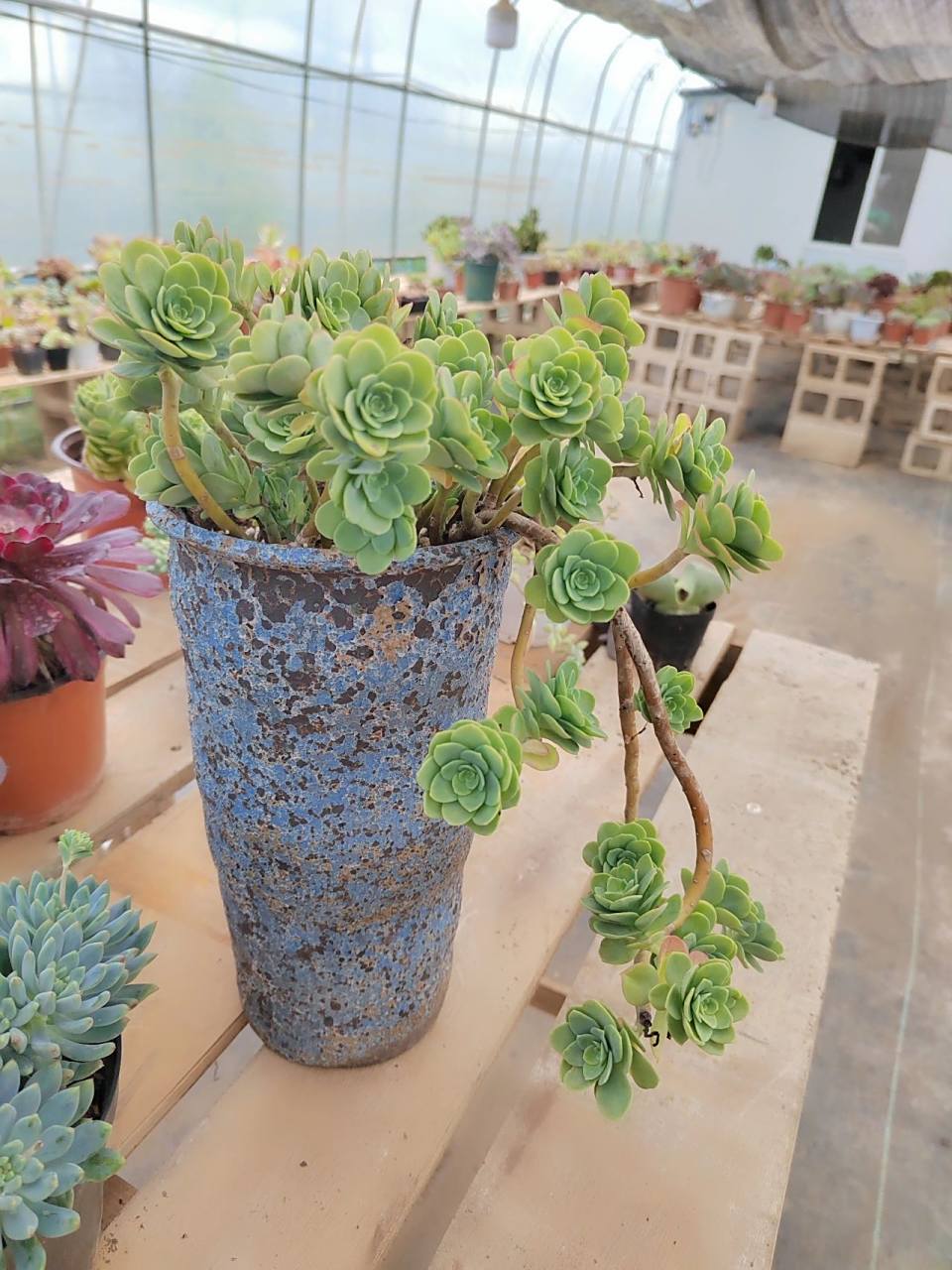 每天认识一种新的多肉植物(2)薄化妆 薄化妆是景天科的多肉植物,它对