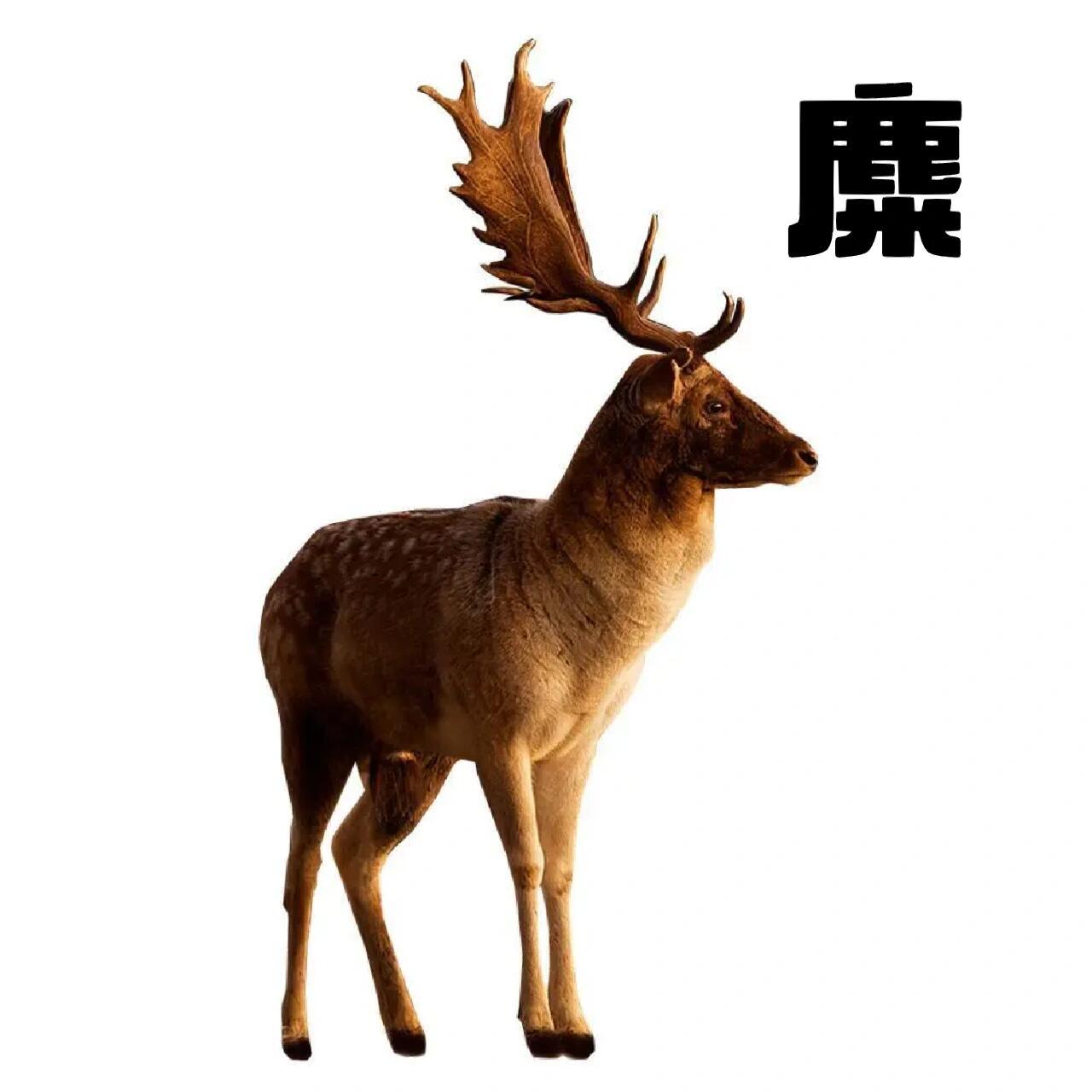 麋鹿出现于数百万年前,体型高大,擅长游泳.
