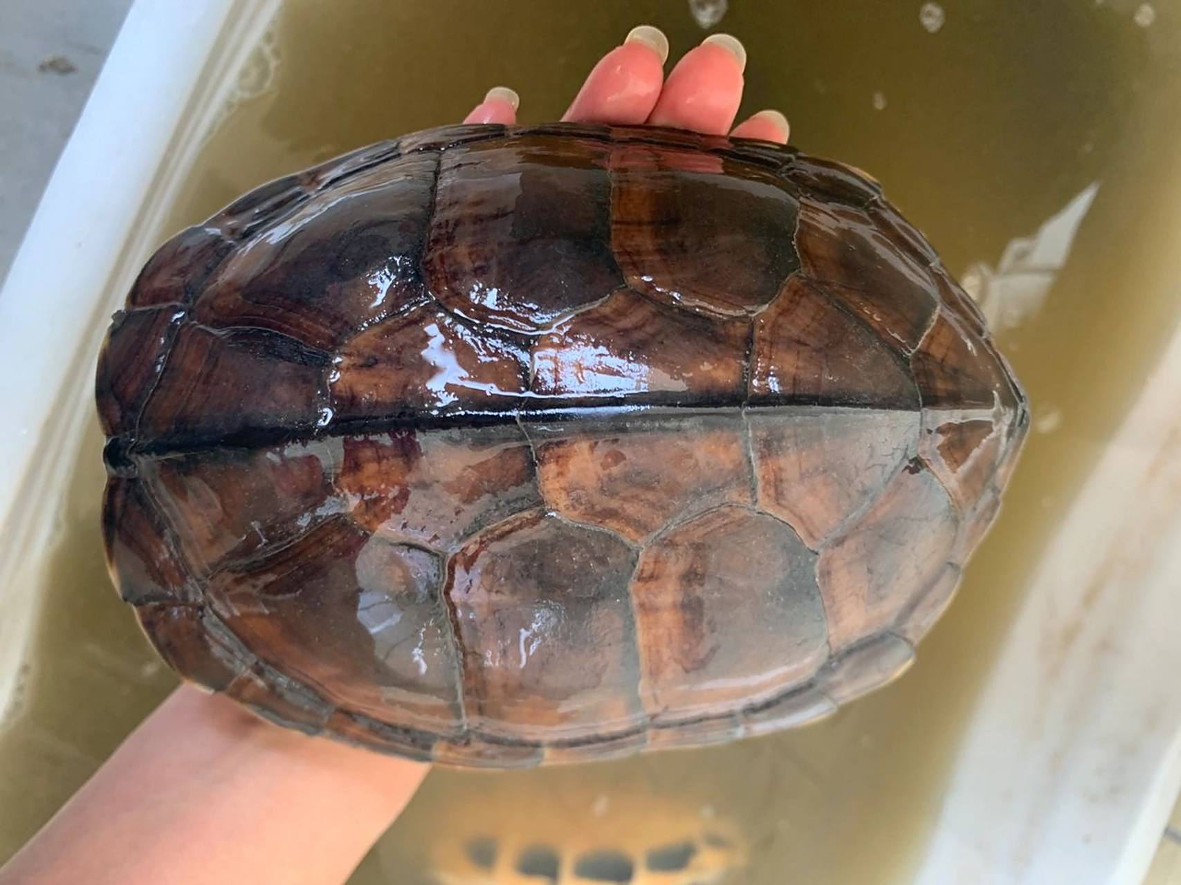 秋风起,易进补,石金钱龟煲汤一流 乌龟汤含有盐酸维生素b1,维生素b2