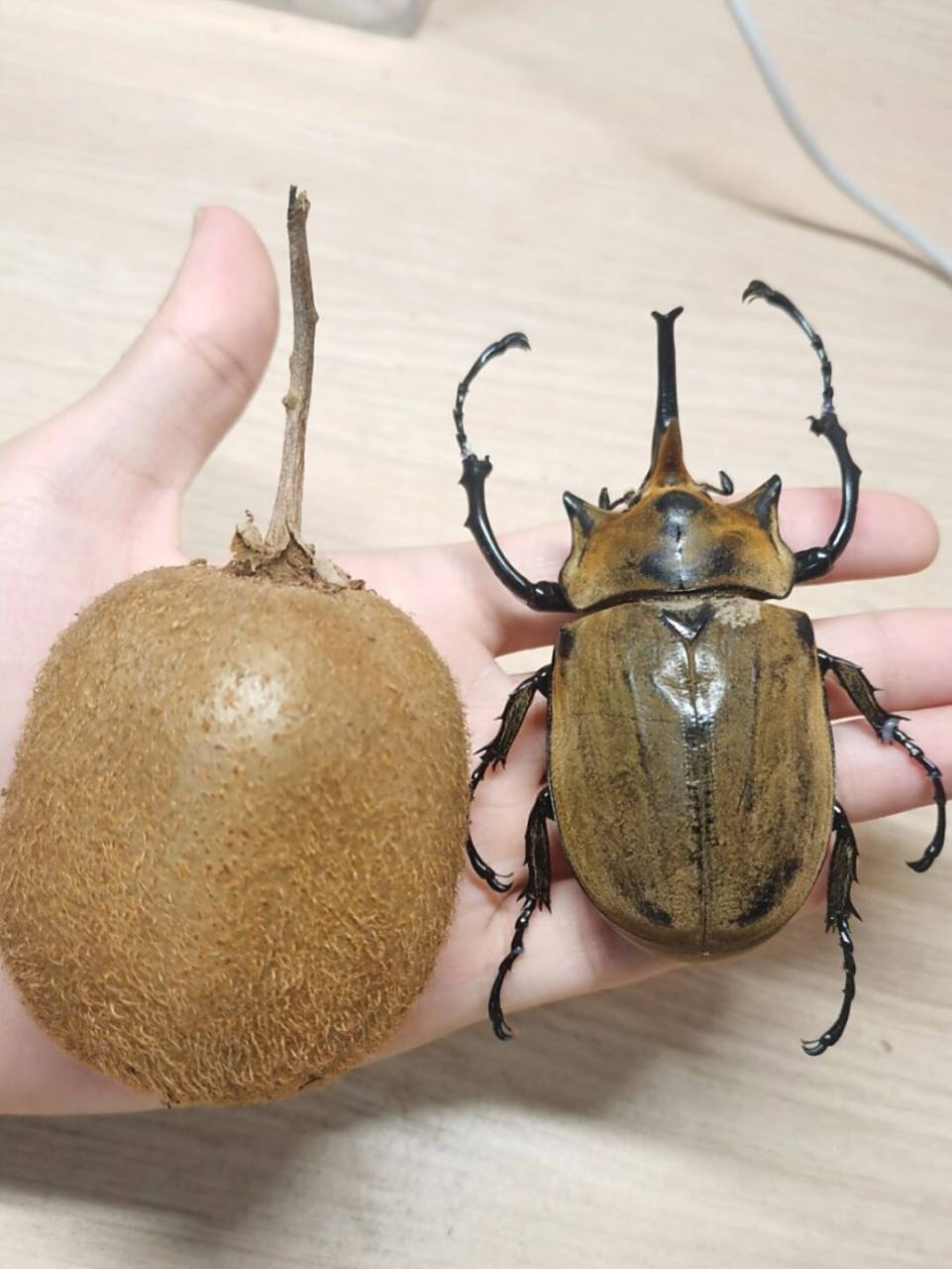 长达12厘米的毛象大兜虫生活在南美洲.