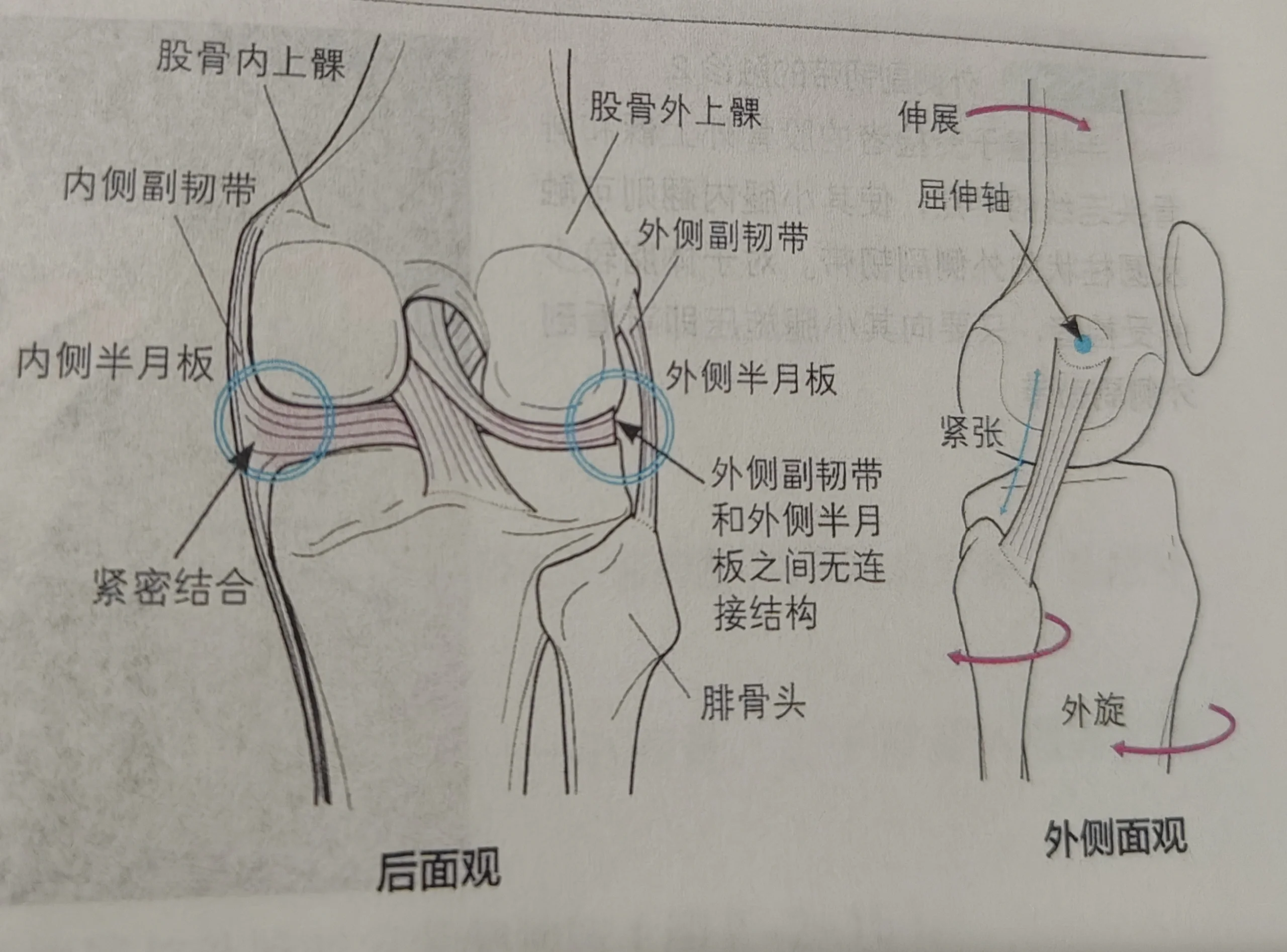 膝盖韧带构造详细图图片