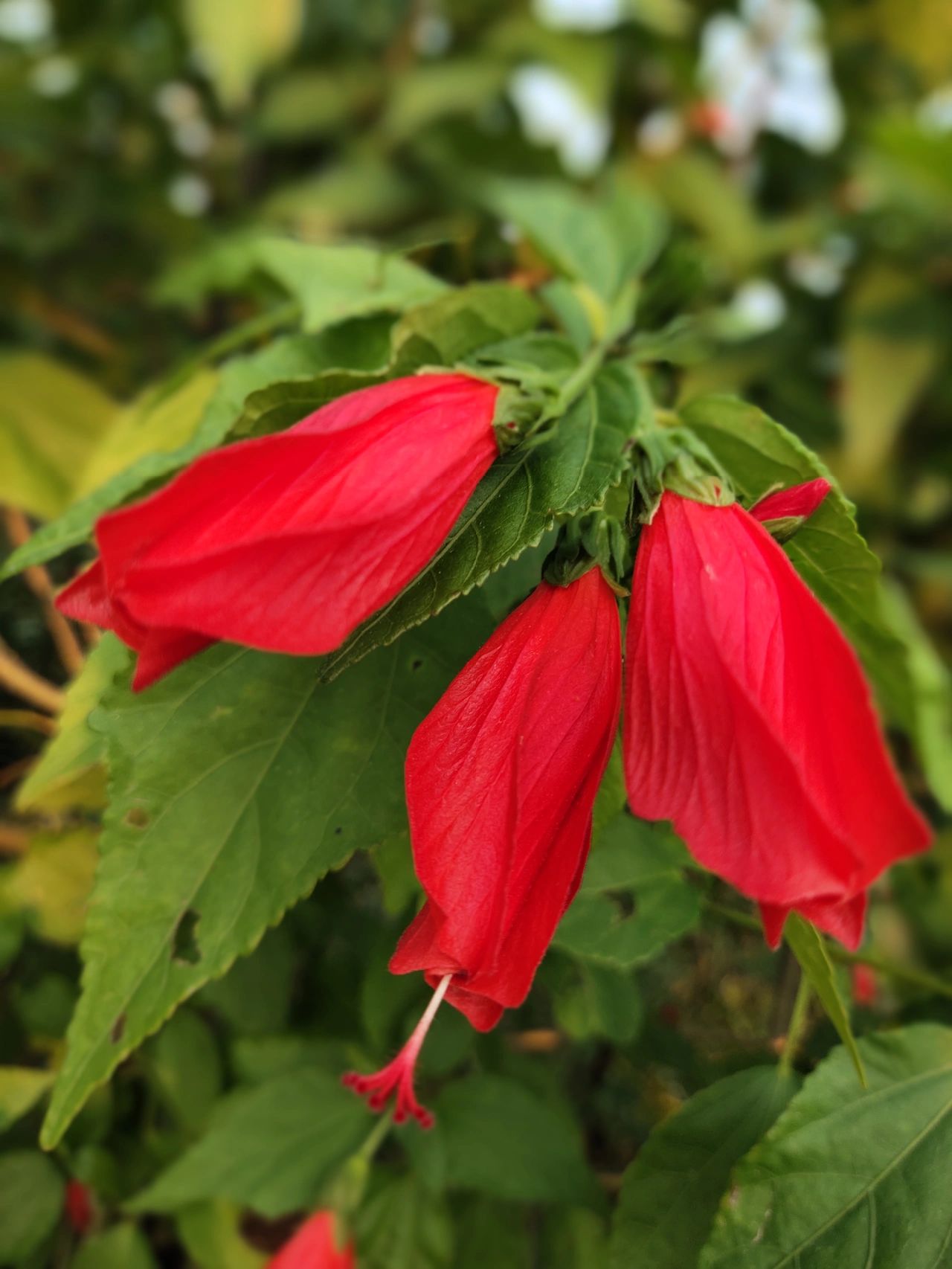 悬铃花花蜜图片