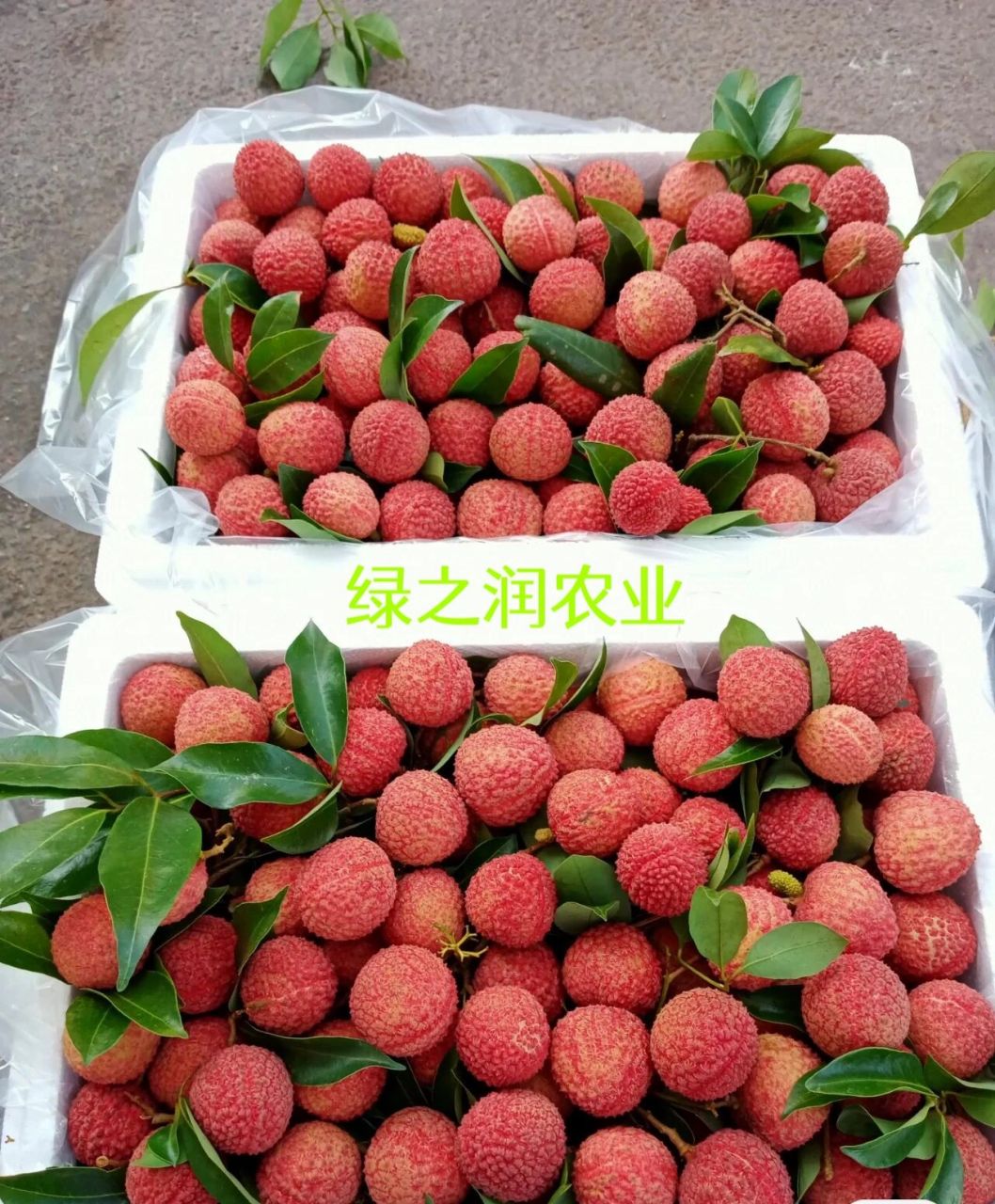 荔枝中的爱马仕———带绿荔枝 荔枝中的爱马仕———带绿荔枝 四川